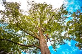 Professional Tree Services in Jamestown, NC