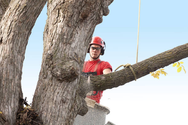 How Our Tree Care Process Works  in  Jamestown, NC